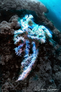 White Coral on Wall/Photographed with a Tokina 10-17 mm f... by Laurie Slawson 